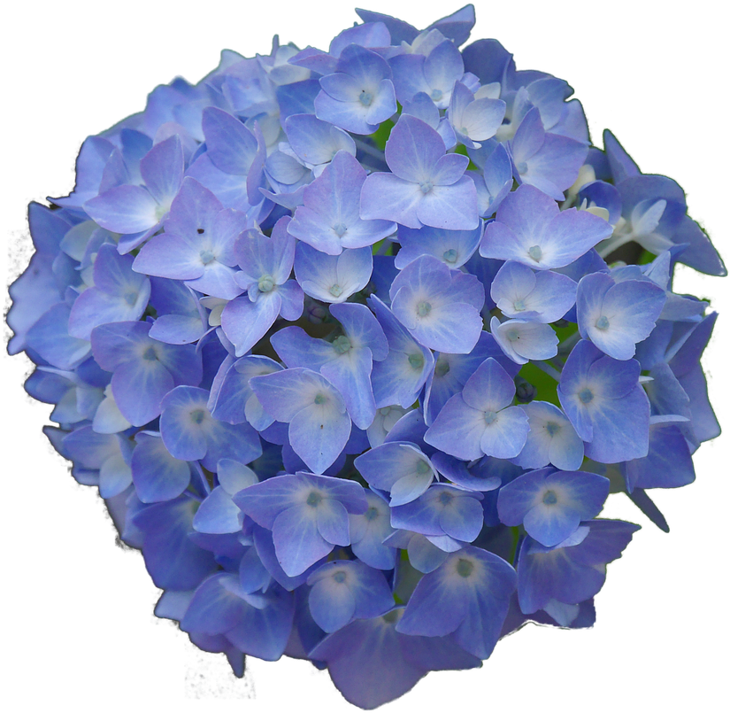 Vibrant Blue Hydrangea Bloom PNG Image