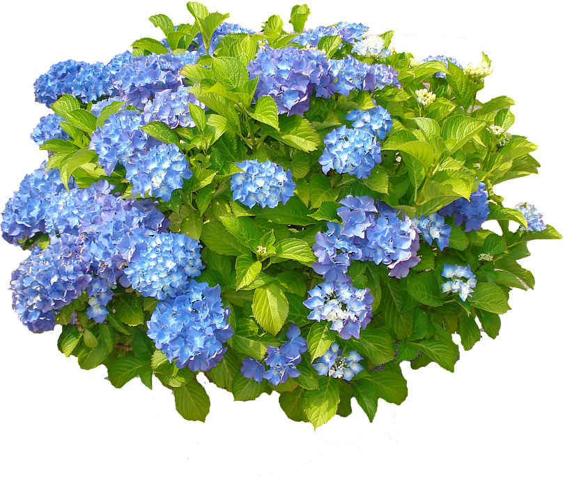 Vibrant Blue Hydrangea Cluster.png PNG Image