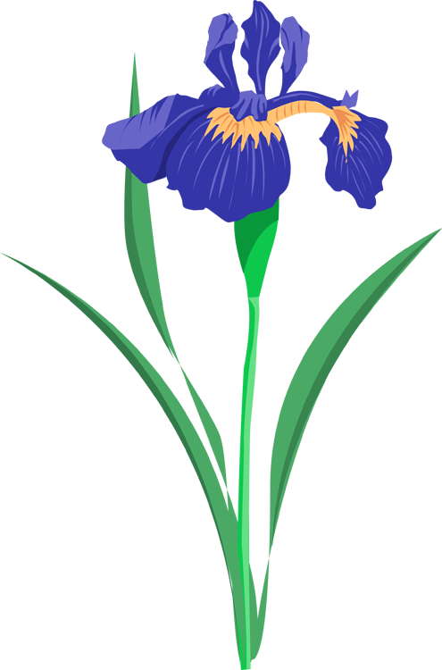 Vibrant Blue Iris Flower Illustration PNG Image