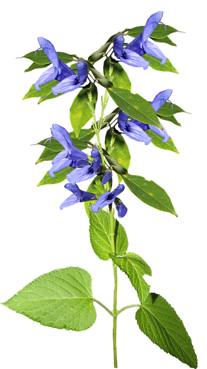 Vibrant_ Blue_ Salvia_ Flower PNG Image