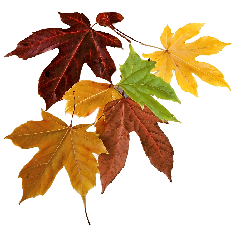 Vibrant Brown Fall Foliage Png 06202024 PNG Image