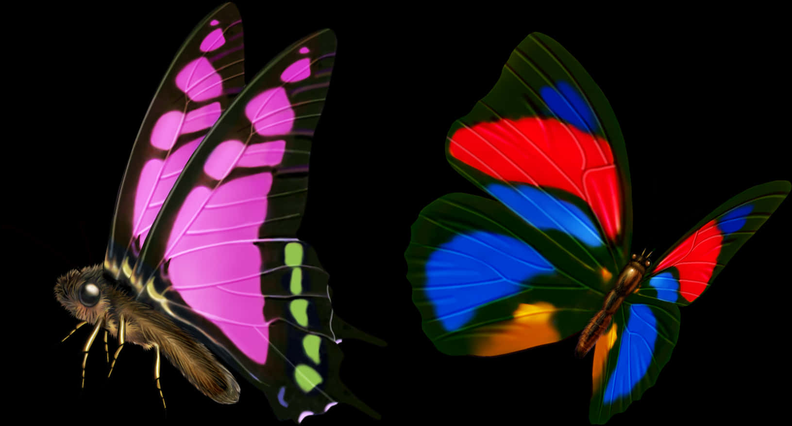 Vibrant Butterflies Transparent Background PNG Image