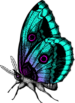 Vibrant Butterfly Illustration PNG Image