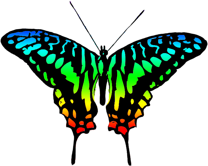 Vibrant Butterfly Illustration PNG Image