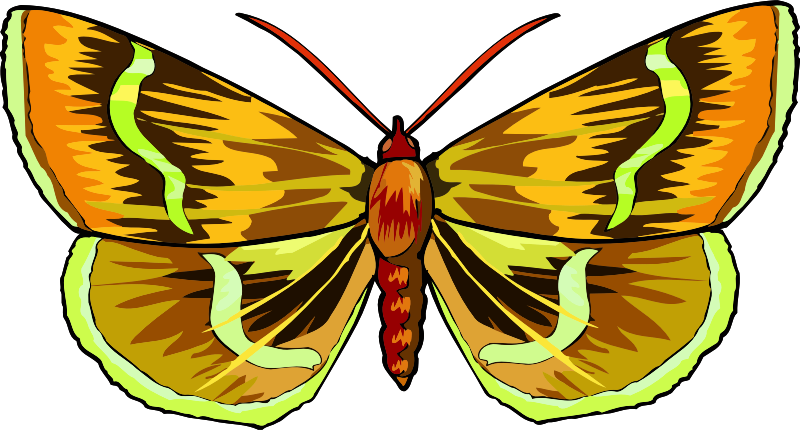 Vibrant Butterfly Illustration PNG Image