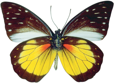 Vibrant Butterfly Spread Wings PNG Image