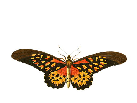 Vibrant Butterflyon Black Background PNG Image