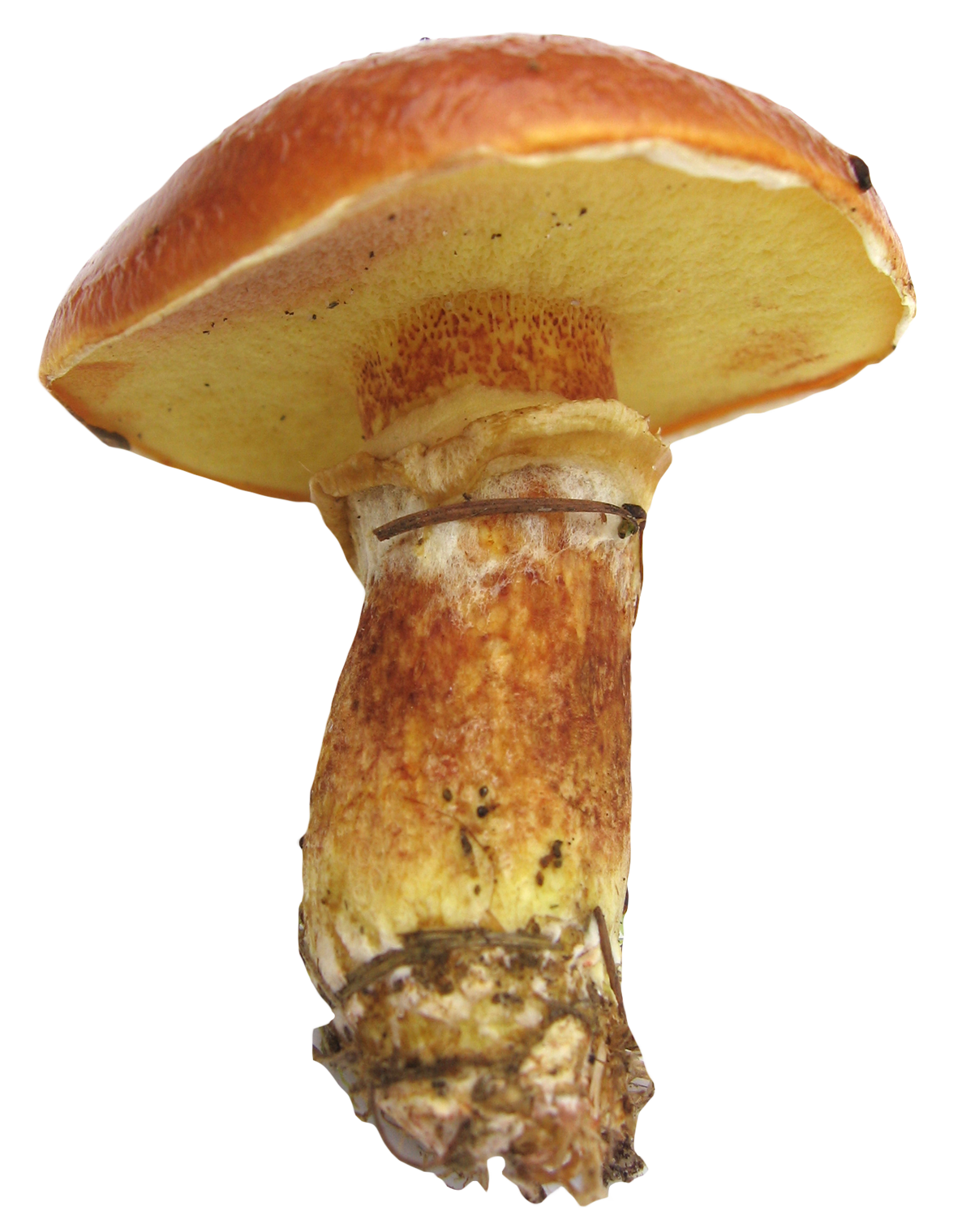 Vibrant Capped Mushroom PNG Image