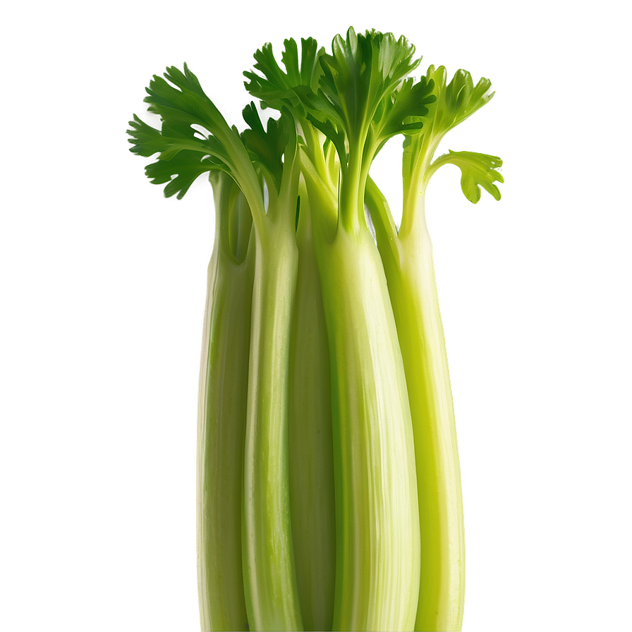 Vibrant Celery Stalk Png 59 PNG Image