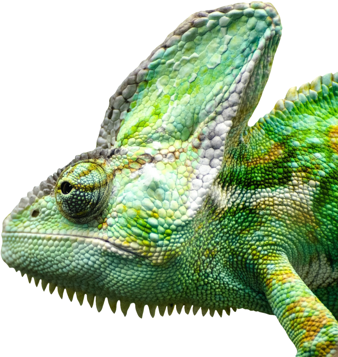 Vibrant Chameleon Close Up.png PNG Image