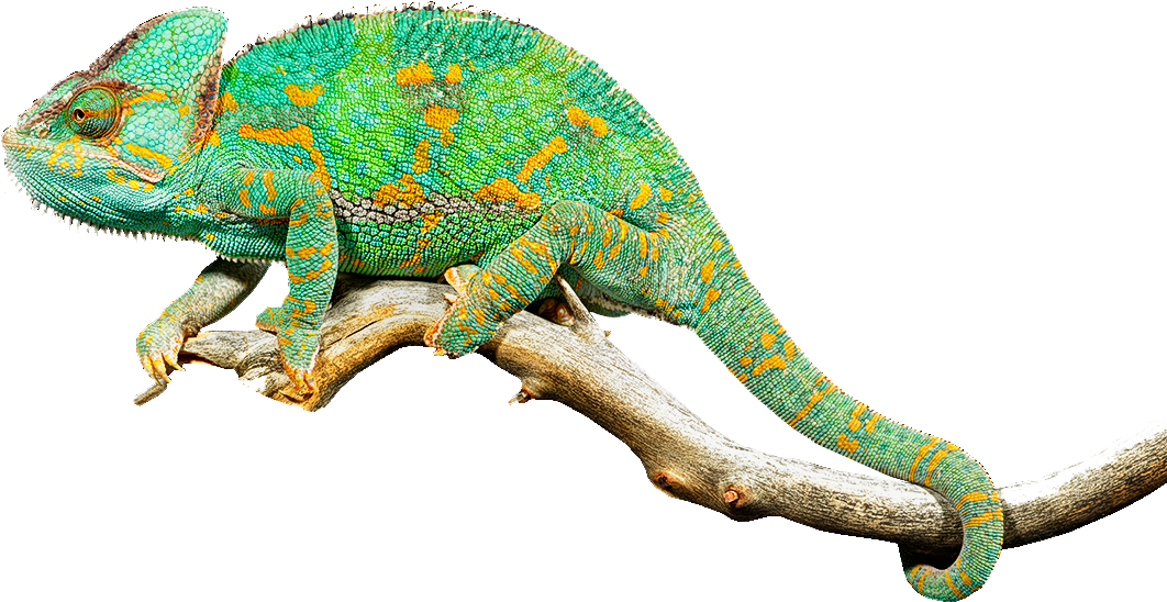 Vibrant_ Chameleon_ On_ Branch.png PNG Image