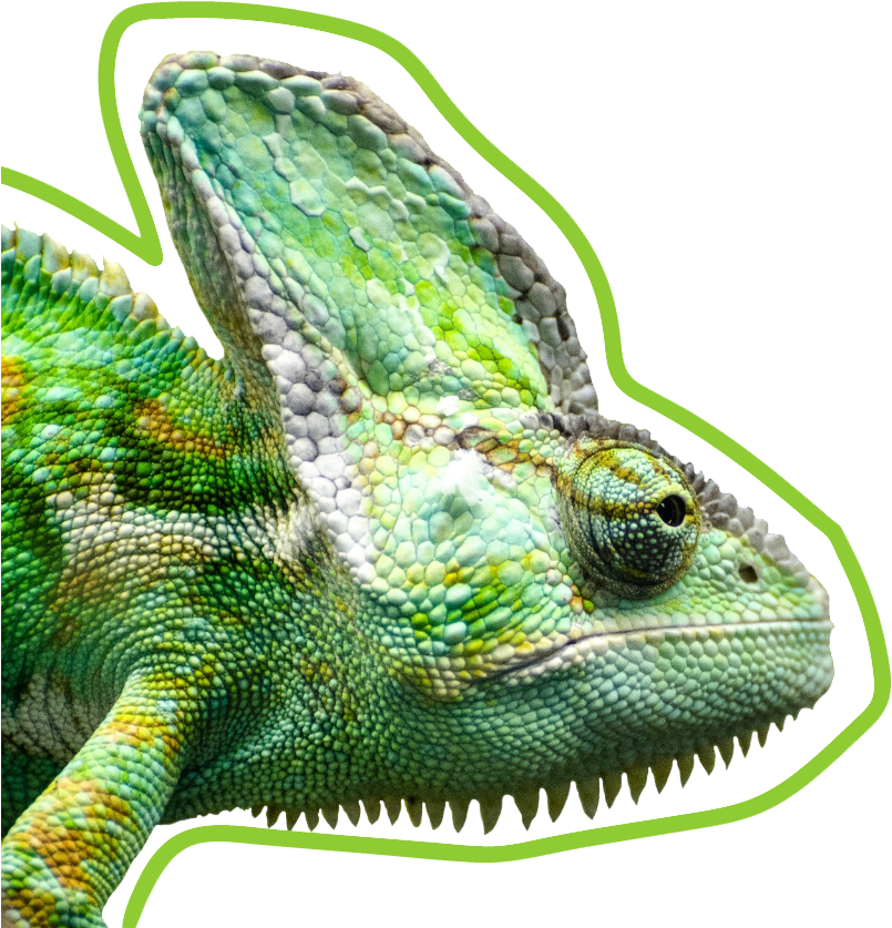 Vibrant Chameleon Profile PNG Image