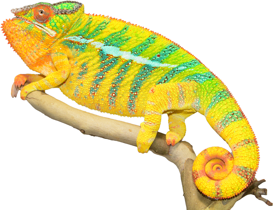 Vibrant Chameleonon Branch.png PNG Image