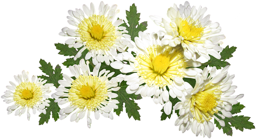 Vibrant Chrysanthemum Cluster.png PNG Image