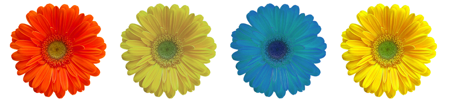 Vibrant Collectionof Colorful Flowers PNG Image