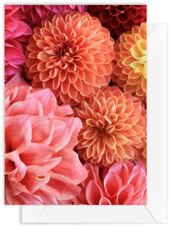 Vibrant Dahlia Collection PNG Image