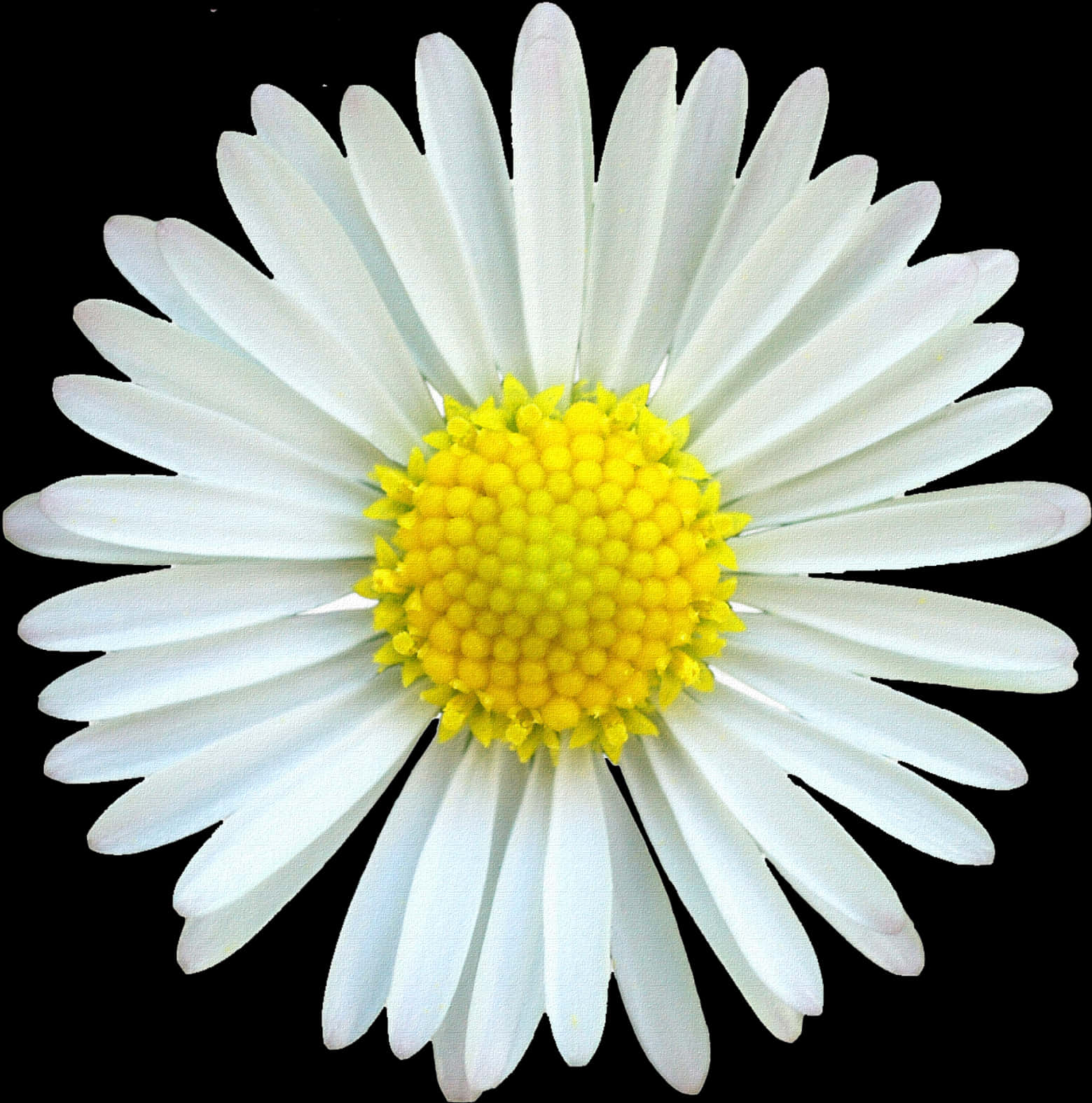 Vibrant Daisy Black Background PNG Image