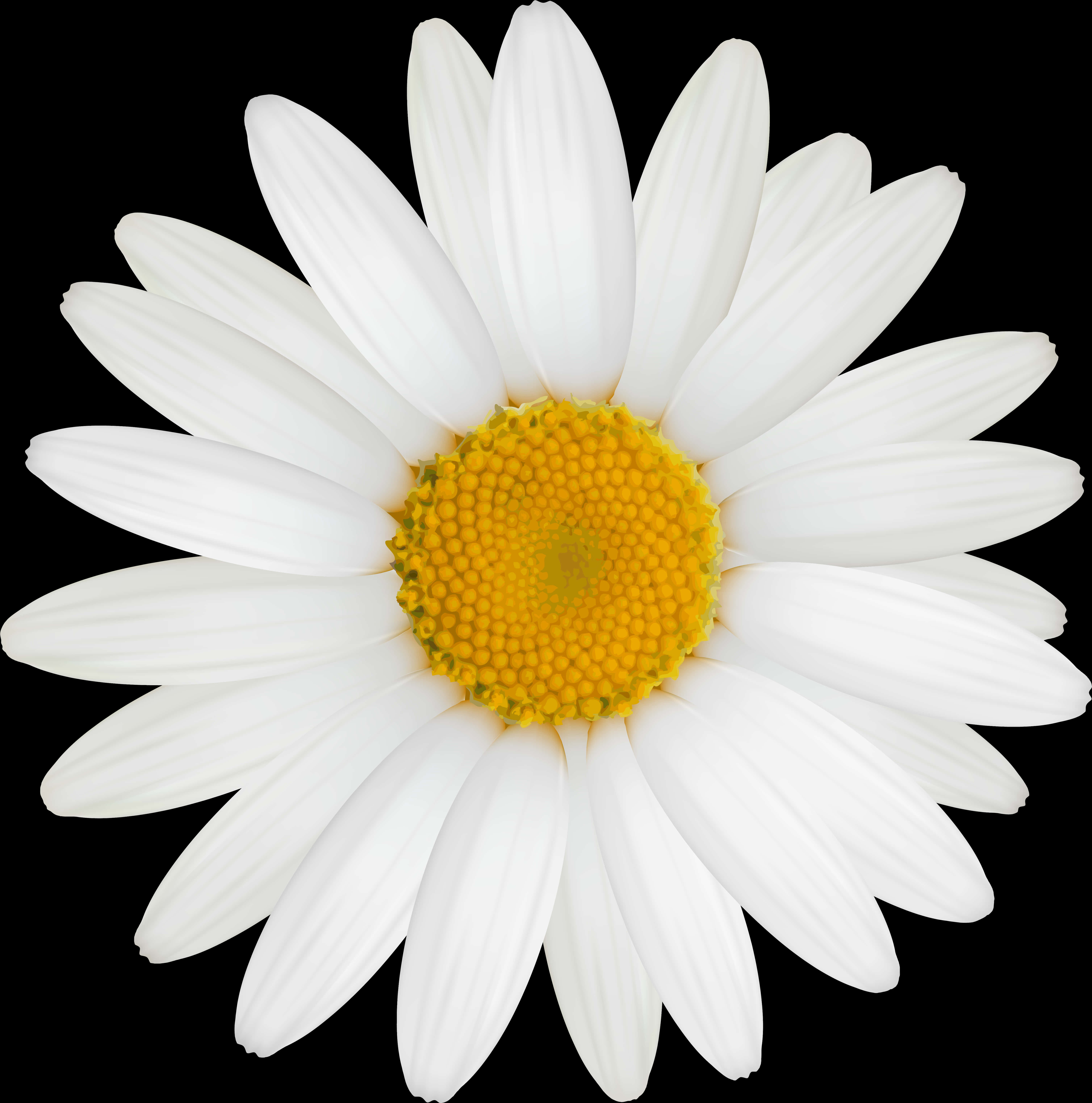 Vibrant Daisy Black Background PNG Image