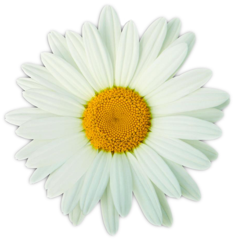 Vibrant Daisy Flower Isolated PNG Image