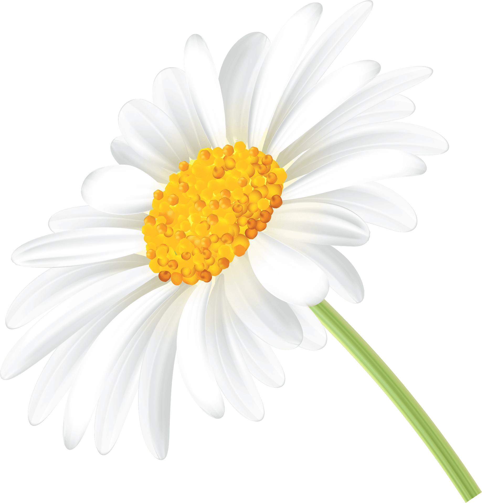 Vibrant Daisy Illustration PNG Image