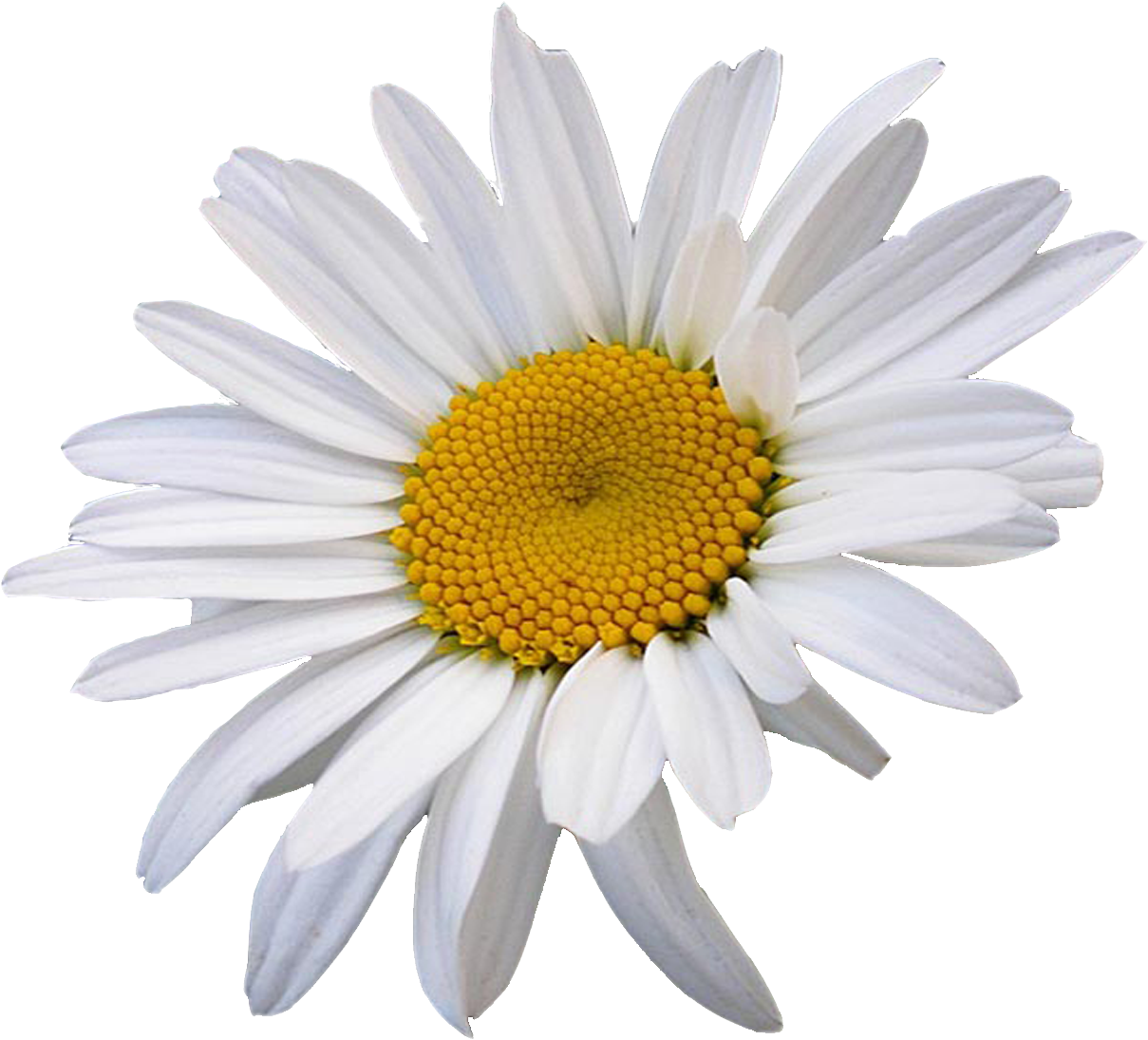 Vibrant Daisy Isolatedon Grey PNG Image