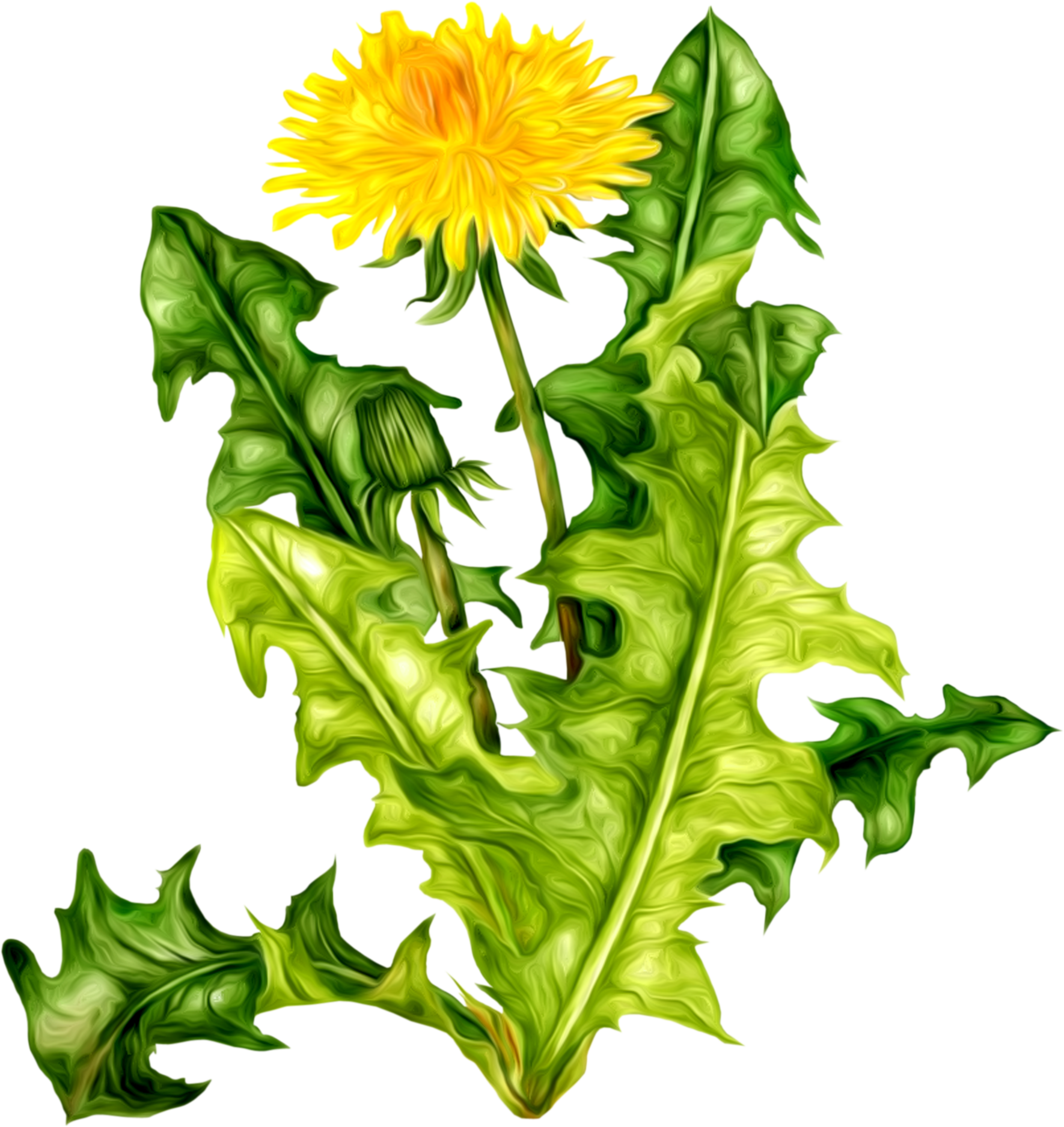 Vibrant Dandelion Flowerand Leaves.png PNG Image