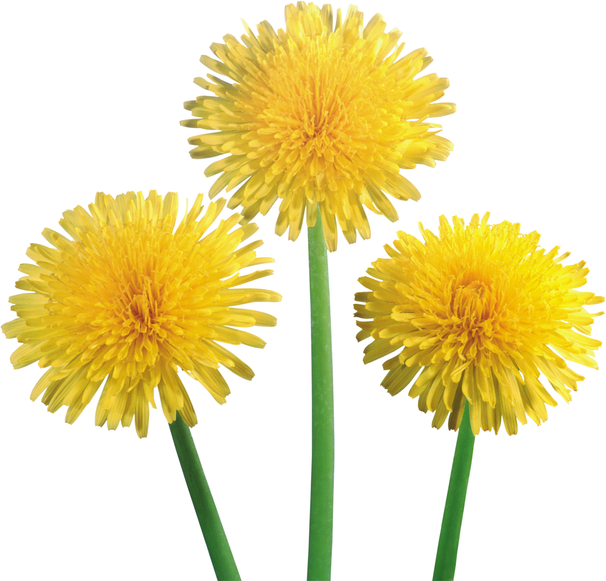 Vibrant Dandelions Trio.png PNG Image