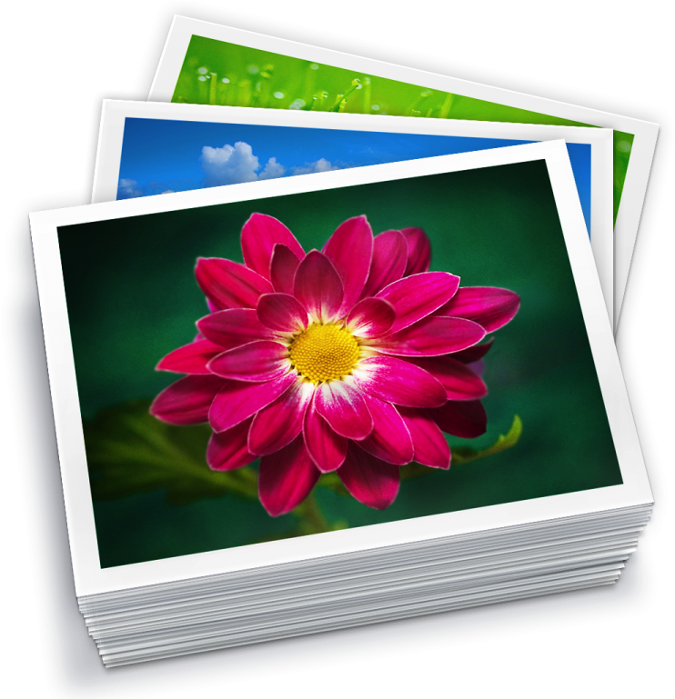 Vibrant Flower Photo Stack PNG Image