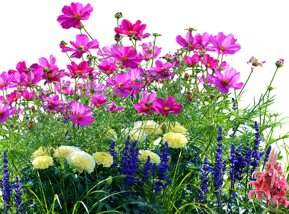 Vibrant Garden Flowers PNG Image