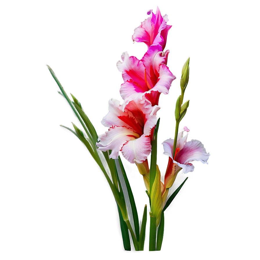 Vibrant Gladiolus Blossom Png Ilq61 PNG Image