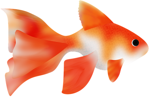 Vibrant Goldfish Illustration PNG Image