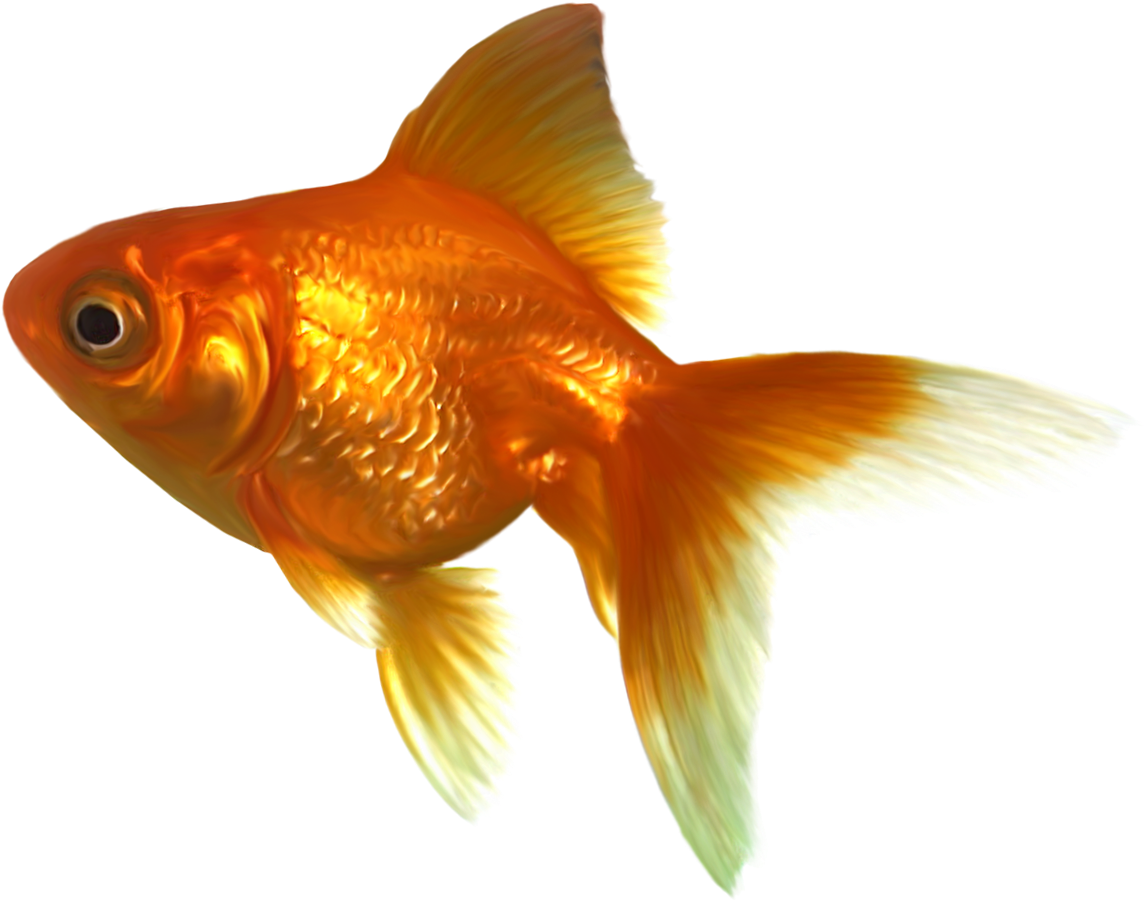 Vibrant Goldfish Swimming.png PNG Image