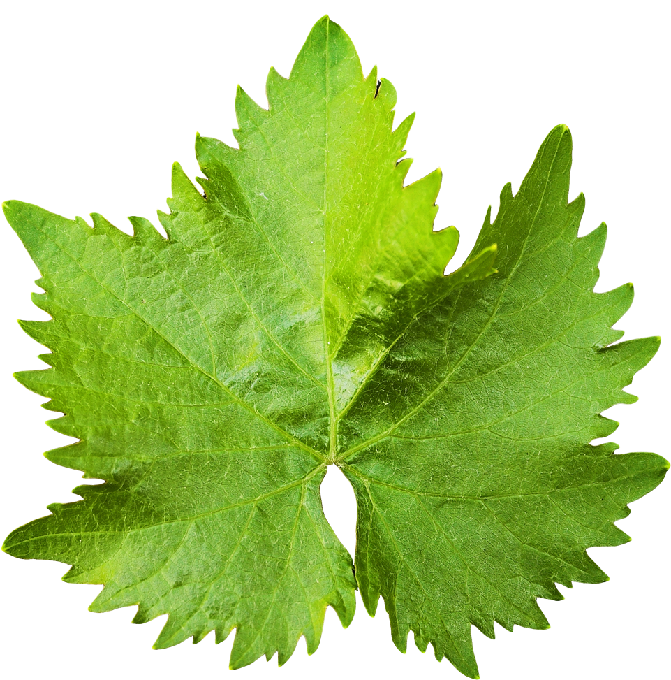 Vibrant Grape Leaf Texture PNG Image