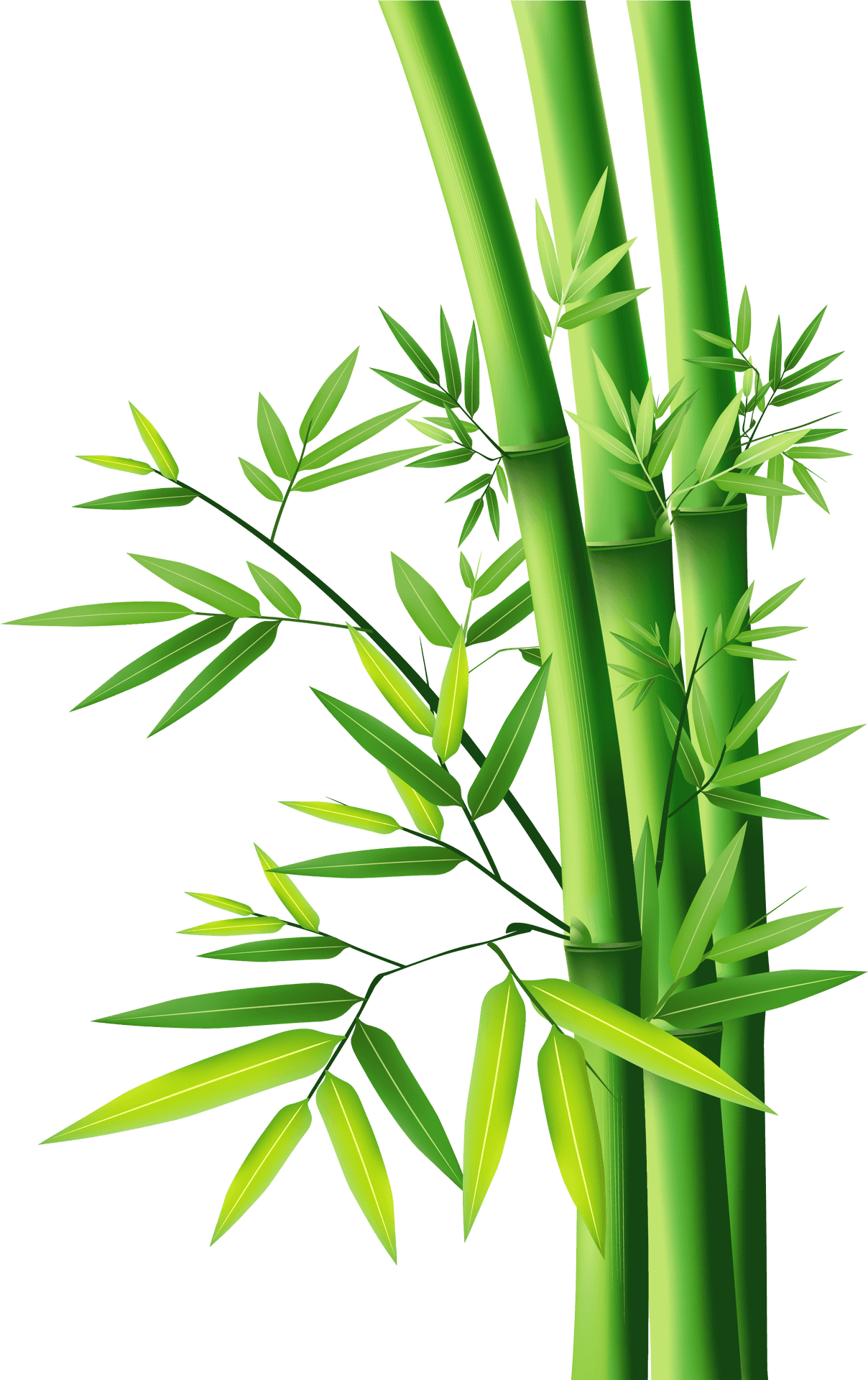 Vibrant Green Bamboo Stalks PNG Image