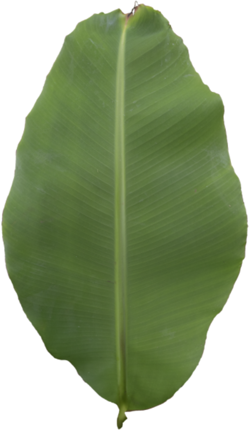 Vibrant Green Banana Leaf PNG Image