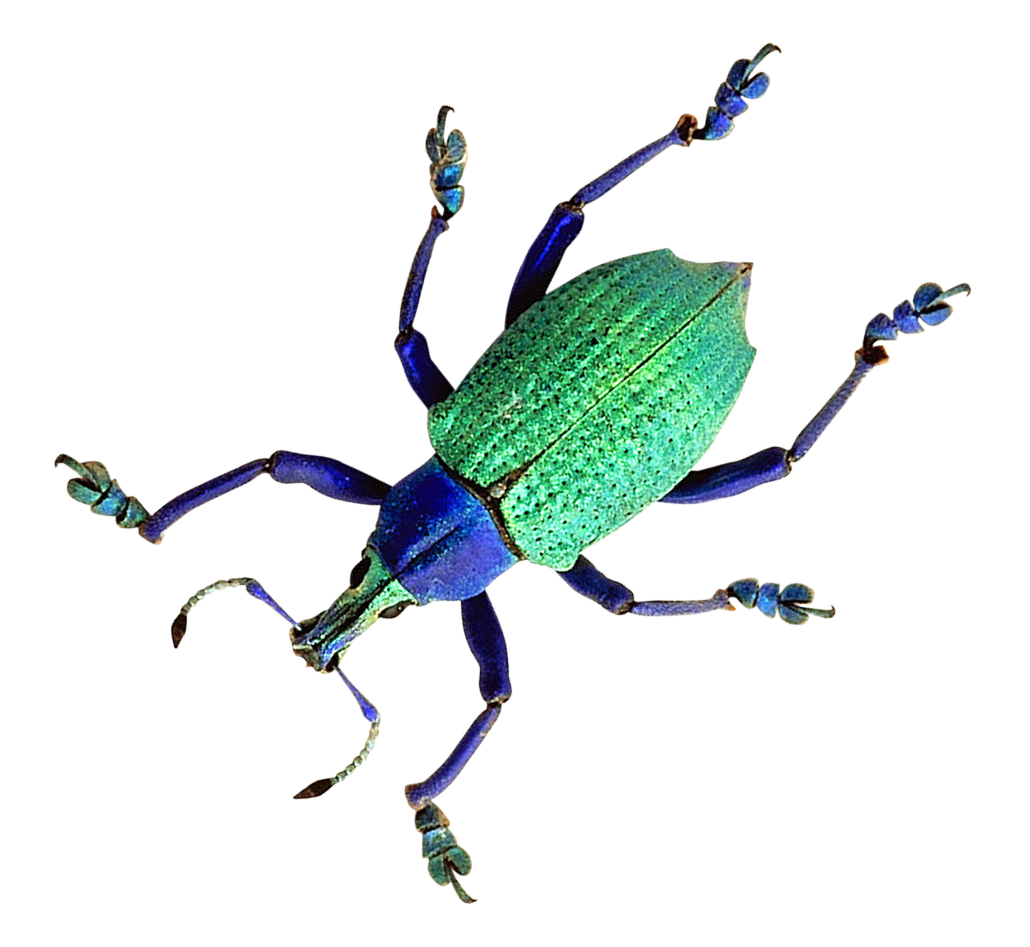 Vibrant Green Beetleon Blue PNG Image