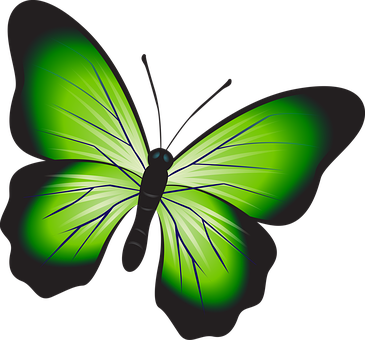 Vibrant Green Butterfly Illustration PNG Image