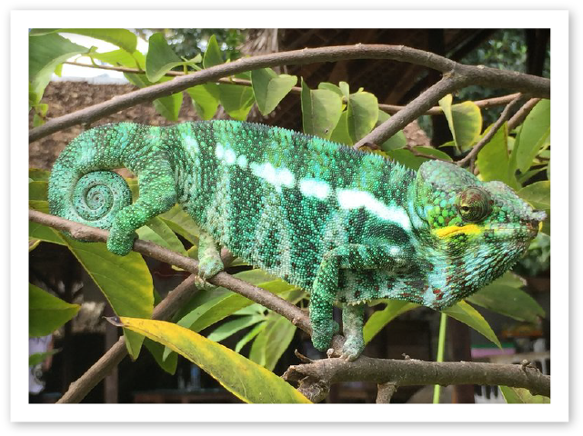 Vibrant Green Chameleon Branch PNG Image