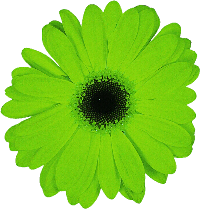 Vibrant Green Daisy Flower PNG Image