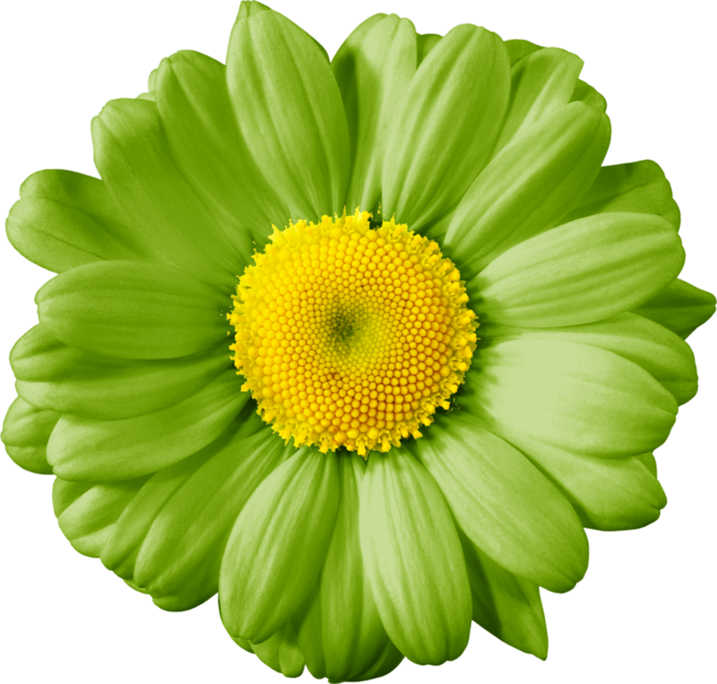 Vibrant Green Daisy Flower.png PNG Image