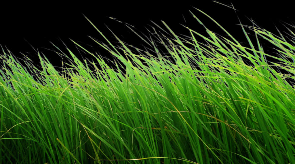 Vibrant Green Grass Black Background PNG Image