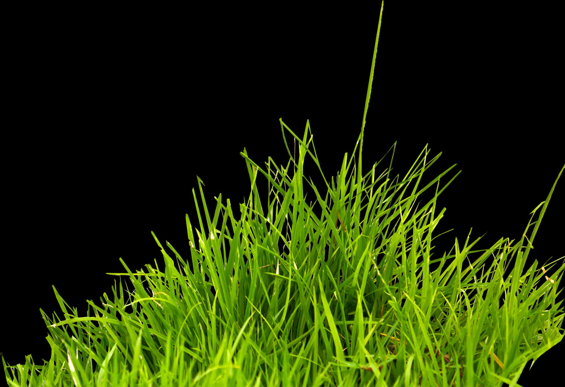 Vibrant Green Grass Black Background PNG Image