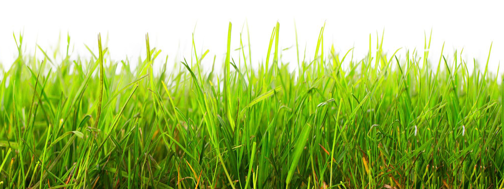 Vibrant Green Grass Field PNG Image