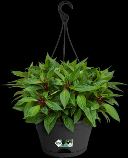 Vibrant Green Hanging Plant Black Background PNG Image