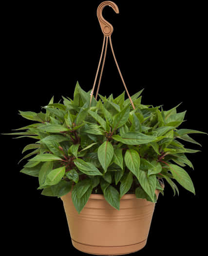 Vibrant Green Hanging Plant Black Background.jpg PNG Image