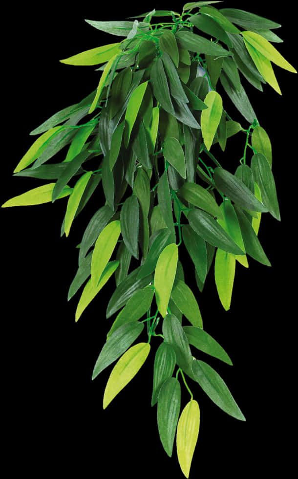 Vibrant Green Hanging Plant PNG Image