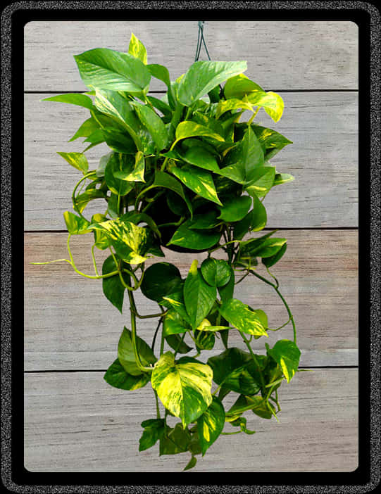 Vibrant Green Hanging Plant Wooden Backdrop.jpg PNG Image