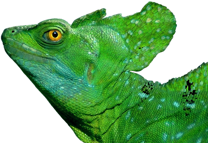 Vibrant Green Iguana Portrait PNG Image