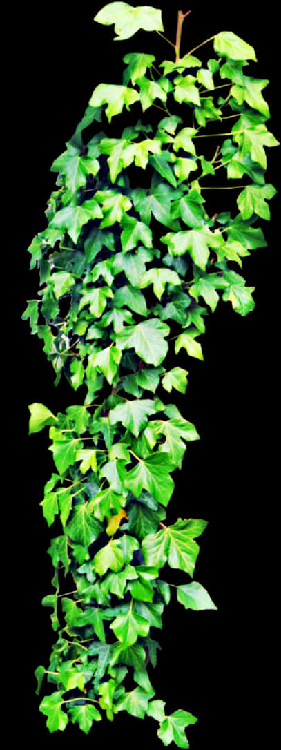 Vibrant Green Ivy Hanging Plant.jpg PNG Image