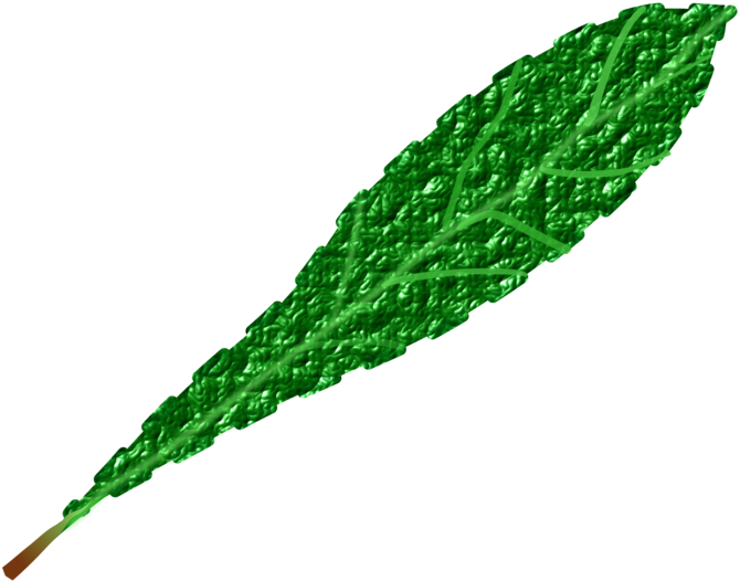 Vibrant Green Leaf Texture PNG Image